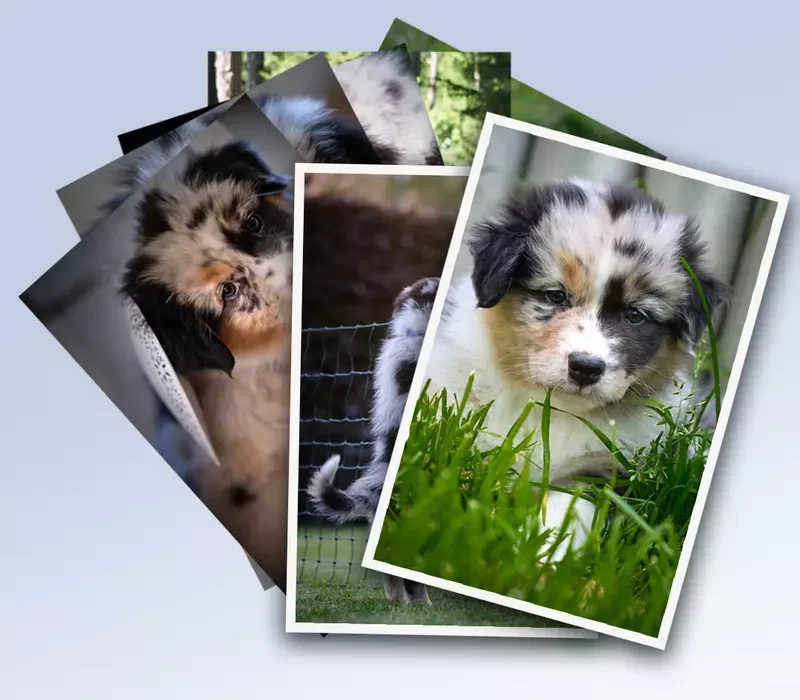 csm_Hunde__10b8d23fc3